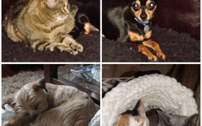 Knuffelzak voor katten